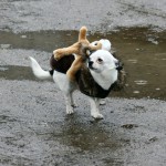 Klein-Tiger findet das Wetter gar nicht toll.