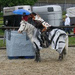 Zebra beim Zebrastreifen-sammeln