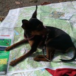 Wilma bewachte die Karte...