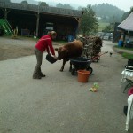 Mit Pferd geht das Stier-einfangen irgendwie einfacher!