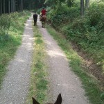 ganz lange Wege mit Galopp-freundlichem Mittelstreifen ;-)
