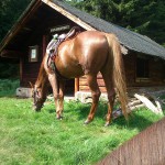 Fresspause bei der Kappelenkopf-Hütte