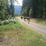 Focus und Fräsy liefen meist frei hinterher