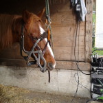 Zahni im Stall