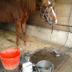 Zahni im Stall