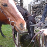 Trinkpause im Zimbel