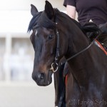 Ruth Giffels Reitkurs