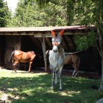 IMG_4460
