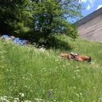 IMG_4510