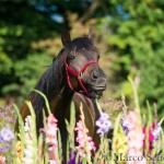 Secceli und die Blumen
