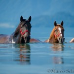 Seepferdchen im Zuger See
