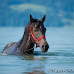Seepferdchen im Zuger See